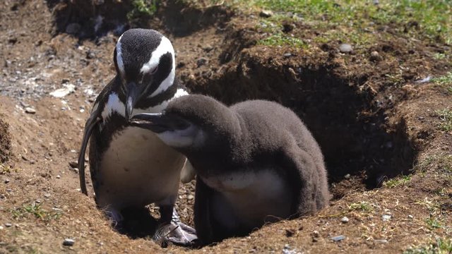 Penguin Couple, Male and Female in Nesting Hole, Close Up. Endangered Animal in Migration on Island of South Chile