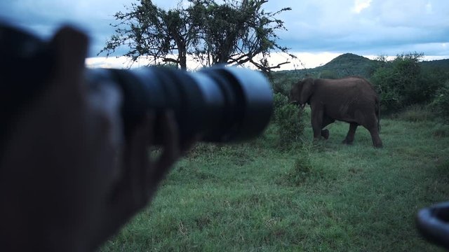 Photographer taking pictures of a wild elephant walking through the bush, Kenya, Africa
