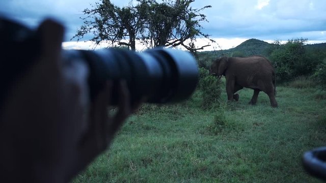 Photographer taking pictures of a wild elephant walking in the bush, Kenya, Africa