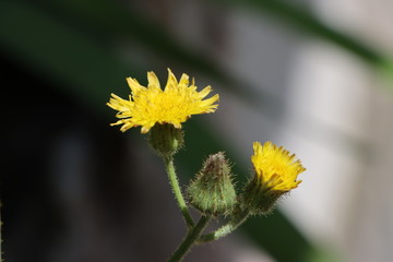 Yellow weed flower with dark background and copy space