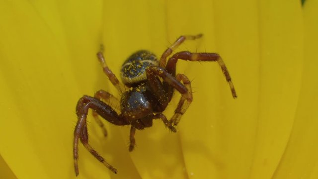 Crab spider dangles inside the yellow petals of a flower, macro detail