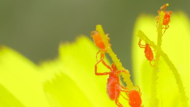 Microscopic spider mites fighting over pollen inside of a yellow flower, macro shot