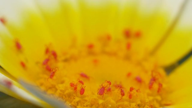 Red spider mites invade and crawl inside a yellow flower, extreme close up