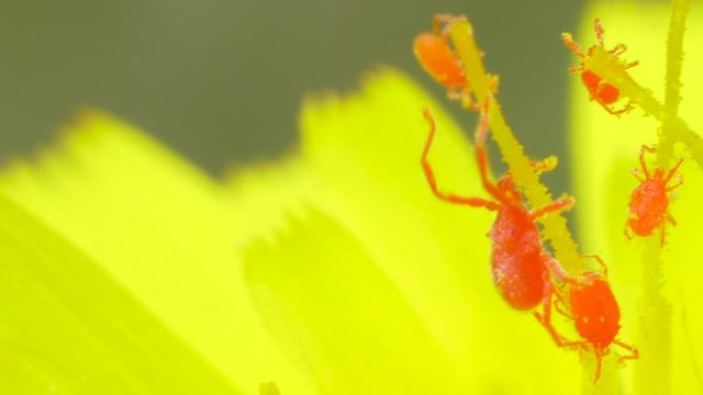 Spider mites feeding on pollen inside of a yellow flower, macro shot