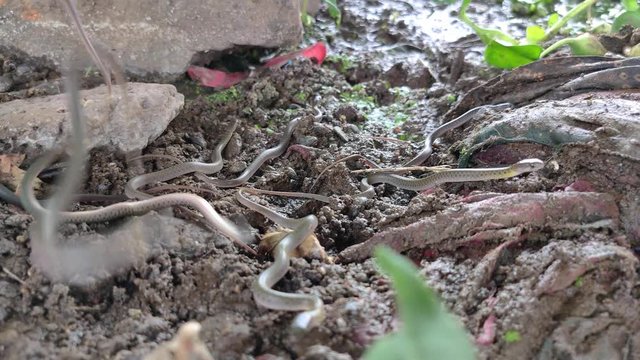 Large group of baby Checkered Keelback snakes on a river bank