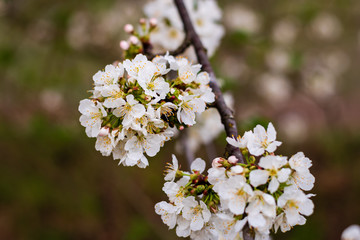 Cherry white is very beautiful.