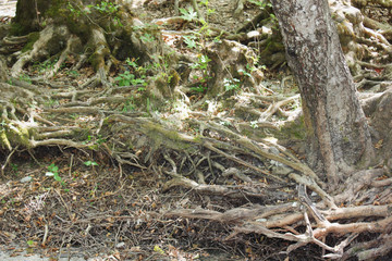 Abandoned trees and underbrush in Vikos gorge Epirus Greece