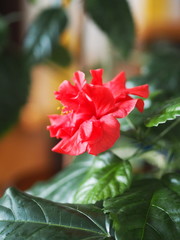 Floral background.Close-up. Red hibiscus flower, in everyday life called the Chinese rose.