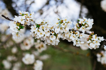 Cherry white is very beautiful.