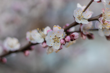 Obraz premium Balmy Apricot tree flowers with soft focus. Spring white-pink flowers on an apricot tree branch close up