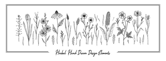 Set of hand drawn meadow flowers isolated on white. Vector illustration in sketch style © Kseniia