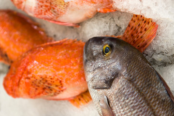 Fresh fishes on local fish market in Funchal at Madeira island in Portugal