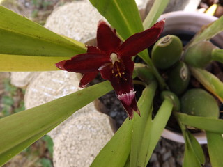 Fiore di orchidea profumata