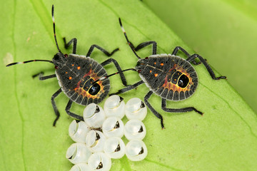 Baby insects and tiny eggs on the leaf in the garden