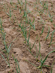 Farming and agriculture, young garlic grow in the garden. Green sprouts of young garlic sprout. Cauntryside