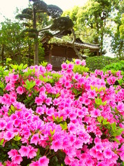 神社に咲くピンクの躑躅風景