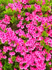 Obraz na płótnie Canvas 日本庭園に咲くピンクの躑躅