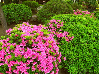 Fototapeta na wymiar 庭園に咲くピンクの躑躅