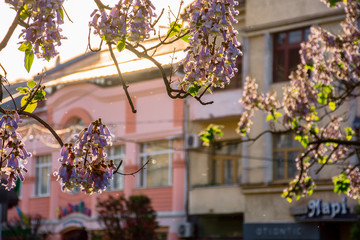 Fototapeta na wymiar Uzhhorod, ukraine - MAY 01, 2018: Paulownia tomentosa tree in blossom close up, located on Koriatovycha Square. wonderful branches with flowers in frnt of old town cityscape in evening light