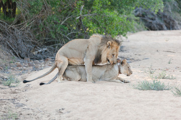 Löwen bei der Paarung