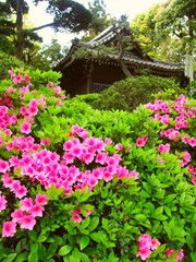 神社に咲くピンクの躑躅風景