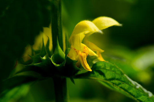 Gelbe Bl&uuml;te der Taubnessel