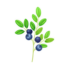 Blueberry Branch with Blue Berries and Green Fibrous Leaves Vector Illustration