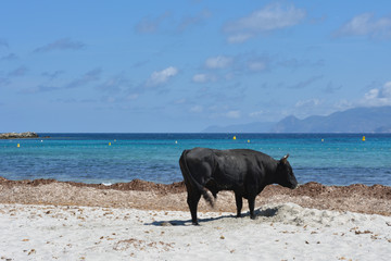 Bull on Plage du Lotu (Loto beach), Desert des Agriates. Corsica island, France