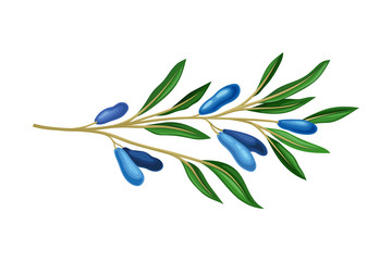 Honeysuckle Branch with Blue Oblong Berries and Green Fibrous Leaves Vector Illustration