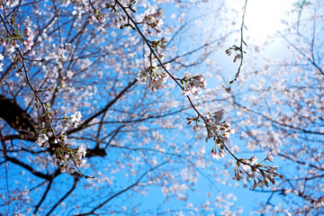 桜の枝と木漏れ日
