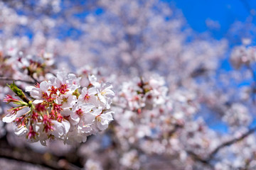 桜と空