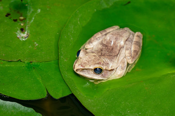 Image of Common tree frog, four-lined tree frog, golden tree frog, (Polypedates leucomystax) on the lotus leaf. Animal. Amphibians.