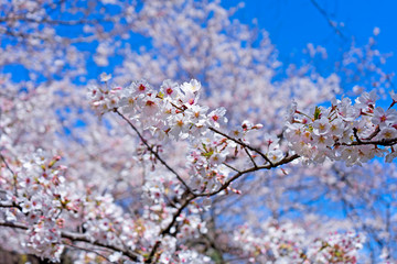 桜の枝と青空