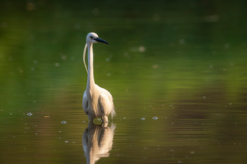 Naklejka premium Image of little egret (Egretta garzetta) looking for food in the swamp on nature background. Bird. Animals.