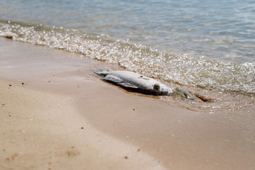 Dead, poisoned fish lies on the sea shore. Environmental pollution. The impact toxic emissions in the aquatic environment. Concept of ecology & pollution, ecological catastrophe. Dead animal close-up