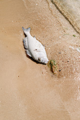 Dead, poisoned fish lies on the sea shore. Environmental pollution. The impact toxic emissions in the aquatic environment. Concept of ecology & pollution, ecological catastrophe. Dead animal close-up