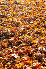 Fallen maple leaves.