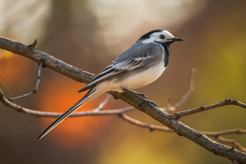 Beautiful white wagtail bird male on the natural colorful background. White wagtail, motacilla alba, shot in Europe