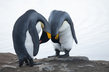Two King Penguins being Cute