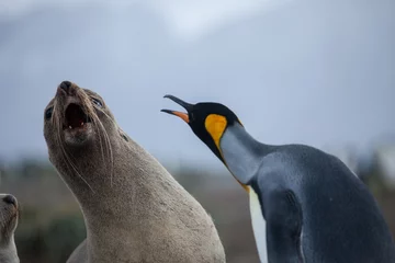 Deurstickers Unusual fight between a king penguin and a fur seal caught in mid strike © DaiMar
