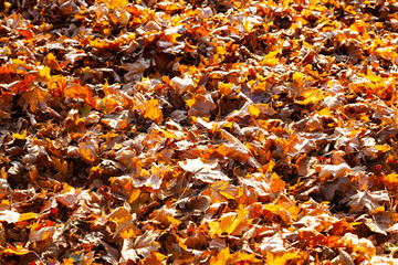 Fallen maple leaves.