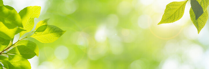  新緑の季節のイメージ（新しく芽吹いた若い黄緑色の葉）、明るい未来、新しいスタート、幸せ、などのイメージ © mimi@TOKYO