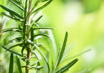 Fresh Rosmary bunch over yellow green blurred background
