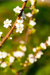 Blooming cherry in spring.