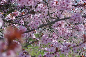 Obraz premium kwiaty