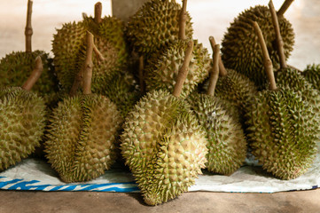 Fresh whole Durian fruits in Thailand fruit orchard
