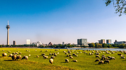 Flussufer in Düsseldorf am Rhein im Frühling mit Schafen