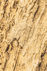 Wooden background old trees bronze gold covered with paint