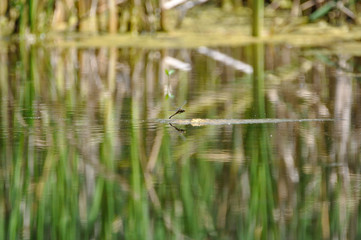 Libellula quadrimaculata