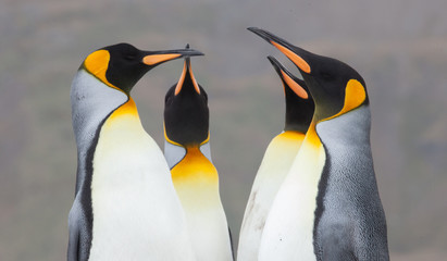 Beautiful King Penguins Looking All Around